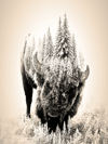 White Buffalo 
