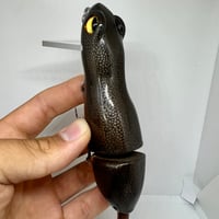 Image 2 of Silly Sally (Rough Skinned Newt)