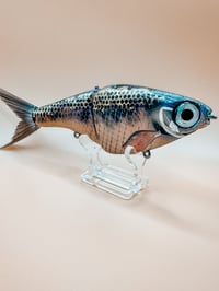 Image 1 of Biggs Customs B1 ~ Striped Shiner ~ Custom Painted Fishing Lure ~ Slick Baits