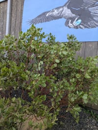 Image 3 of Manzanita : Arctostaphylos sp.
