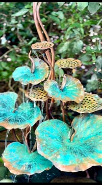 Image 3 of 🍃🌱Sacred Lotus 🌱🍃