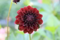 Image 1 of Black Satin
