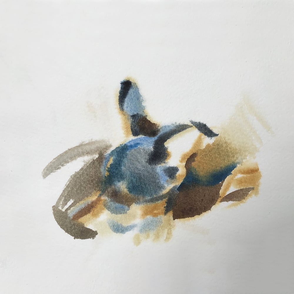 Image of “ Rex “