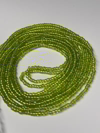 Image 1 of Fern 