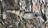 Image 1 of SPEEDBAITS Custom Airbrushed Yozuri Crystal 3D Shrimp CLONE JERKBAIT
