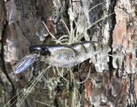 Image 2 of SPEEDBAITS Custom Airbrushed Yozuri Crystal 3D Shrimp CLONE JERKBAIT