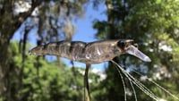 Image 5 of SPEEDBAITS Custom Airbrushed Yozuri Crystal 3D Shrimp CLONE JERKBAIT