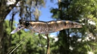 Image 4 of SPEEDBAITS Custom Airbrushed Yozuri Crystal 3D Shrimp CLONE JERKBAIT