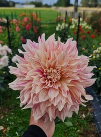 Image 1 of Cafe Au Lait - Twist