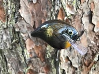 Image 4 of SPEEDBAITS Custom Airbrushed S-CRANK 1.5 Squarebill Crankbait Blasted Shad