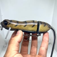 Image 1 of Silly Sally (Blue Belly Lizard)