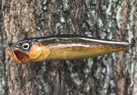 Image 3 of SPEEDBAITS Custom Airbrushed Topwater Popper