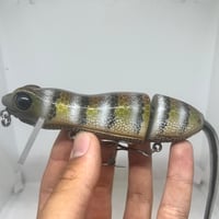 Image 1 of Silly Sally (Alligator Lizard)