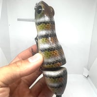 Image 2 of Silly Sally (Alligator Lizard)