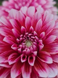 Image 2 of Strawberry Cream
