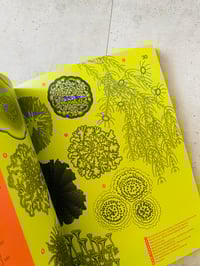 Image 4 of It’s Freezing in LA! 10: Plants