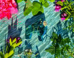 Image of Gorilla Gorilla