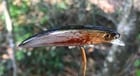 Image 2 of SPEEDBAITS Custom Airbrushed Jerkbait