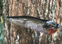 Image 5 of SPEEDBAITS Custom Airbrushed Topwater Popper V2