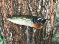 Image 4 of SPEEDBAITS Custom Airbrushed Topwater Popper G1