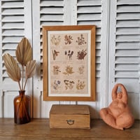 Image 1 of ANCIEN HERBIER SOUS CADRE 