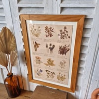 Image 2 of ANCIEN HERBIER SOUS CADRE 