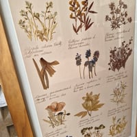 Image 3 of ANCIEN HERBIER SOUS CADRE 