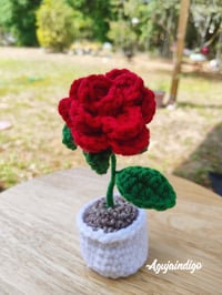 Bloom pots