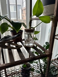 Image 3 of Death Moth propagation jar