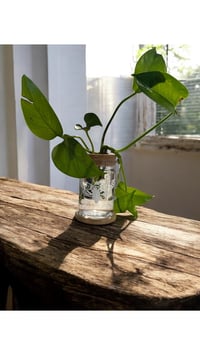 Image 4 of Death Moth propagation jar