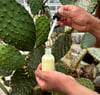 Cactus Jelly (SERUM)