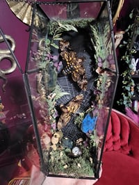Image 1 of Death Head-Hawk Moths coffins 