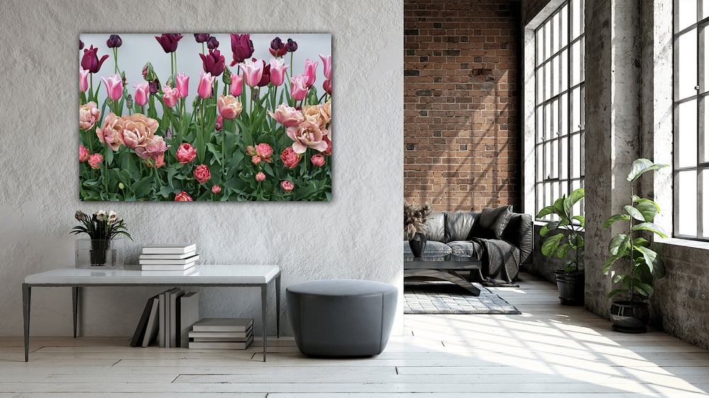 Image of Tulip Serenade