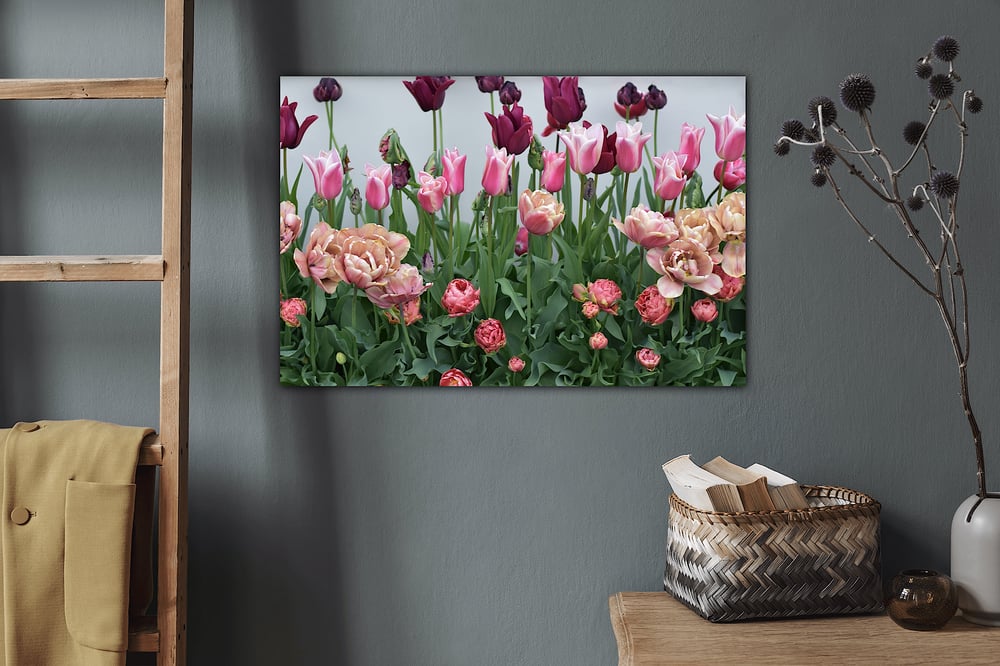 Image of Tulip Serenade