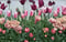Image of Tulip Serenade