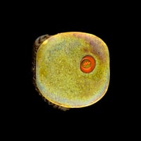 Image 2 of XL. Turkey Vulture #4 - FLamework Glass Sculpture Bead