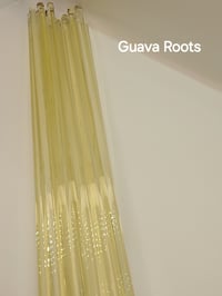 Image 1 of Guava Roots 