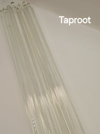 Image 1 of Taproot