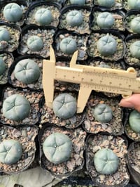 LOPHOPHORA WILLIAMSII