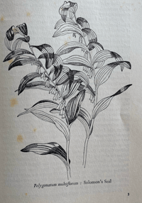 Image 2 of The Native Garden by Robert Gathorne-Hardy