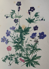 Image 3 of The Native Garden by Robert Gathorne-Hardy