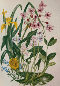 Image 5 of The Native Garden by Robert Gathorne-Hardy
