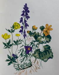 Image 6 of The Native Garden by Robert Gathorne-Hardy