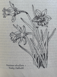 Image 4 of The Native Garden by Robert Gathorne-Hardy