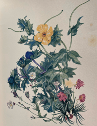 Image 7 of The Native Garden by Robert Gathorne-Hardy