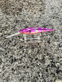 Purple tiger