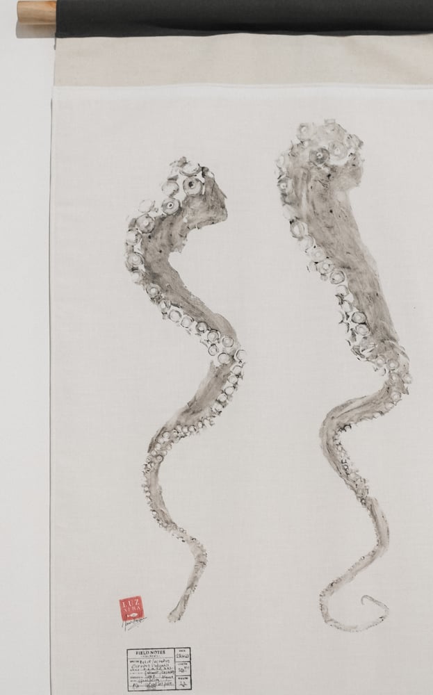 Image of Polvo | Octopus