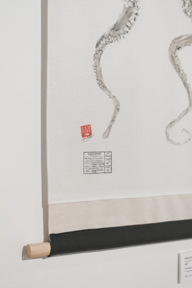 Image of Polvo | Octopus