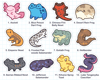 Mini Amphibian Club Vinyl Stickers