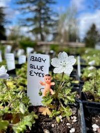 Image 2 of Baby Blue Eyes : Nemophila menziesii
